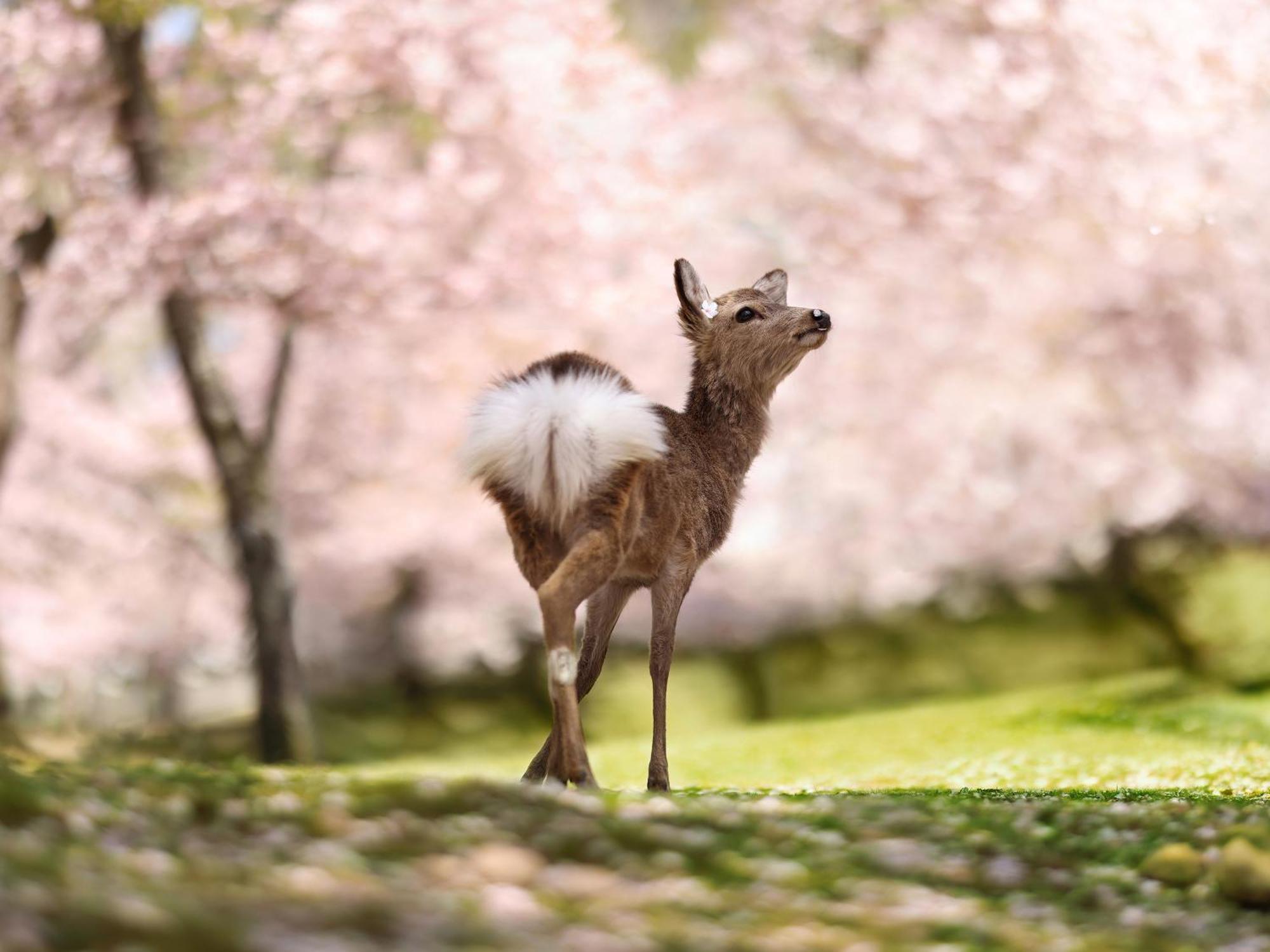 Grand Mercure Nara Kashihara 카시하라 외부 사진